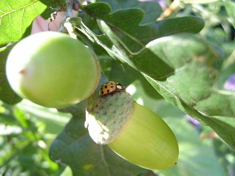 ladybug, yellow, acorns, oak, green, points, nature, insect, beetle, macro
