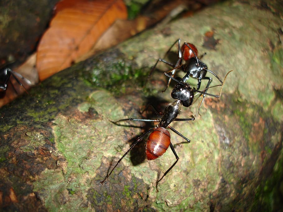 ants, insects, borneo, brown, nature, creature, invertebrate, insect, animal wildlife, animal themes