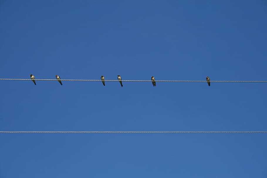 Bird, Wire, sky, against sky, birds, feathered race, blue, day, outdoors, clear sky