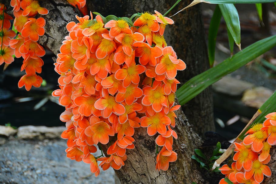 orange orchids, flower, tropical, asia, thailand, orange, pansy, fuchsia, begonia, air plant