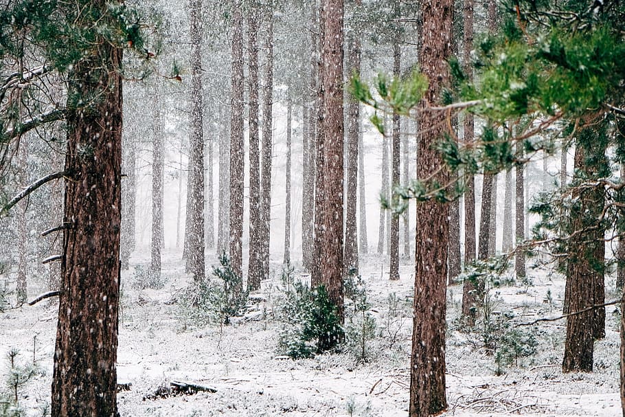 brown trees, woods, snowy, trees, winter, wintry, forest, blizzard, scenic, december