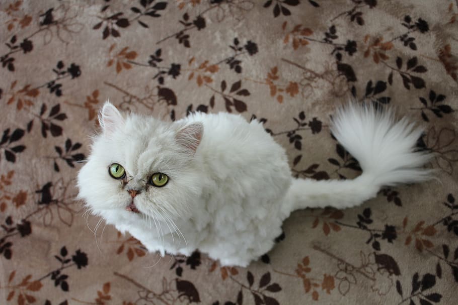 gato, gato persa, gato blanco, gato doméstico, doméstico, felino, mascotas, animales domésticos, mamíferos, interiores