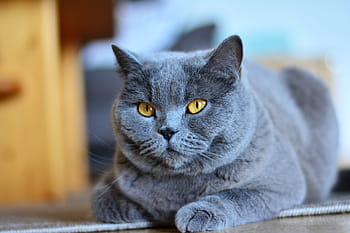 Royalty Free Russian Blue Cat Photos Free Download Pxfuel