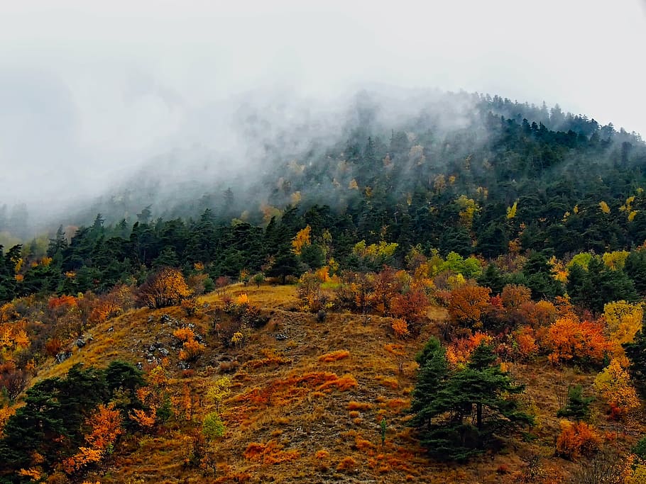França, nevoeiro, outono, cores, colorido, floresta, árvores, bosques, paisagem, nascer do sol