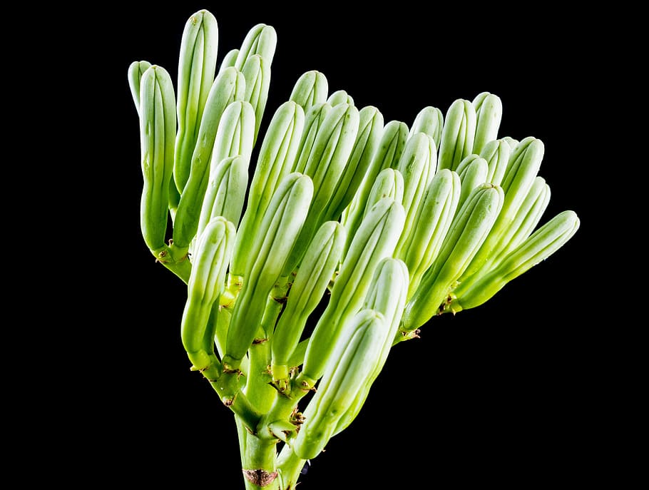agave flower, inflorescence, blossom, bloom, close, studio shot, black background, indoors, plant, green color