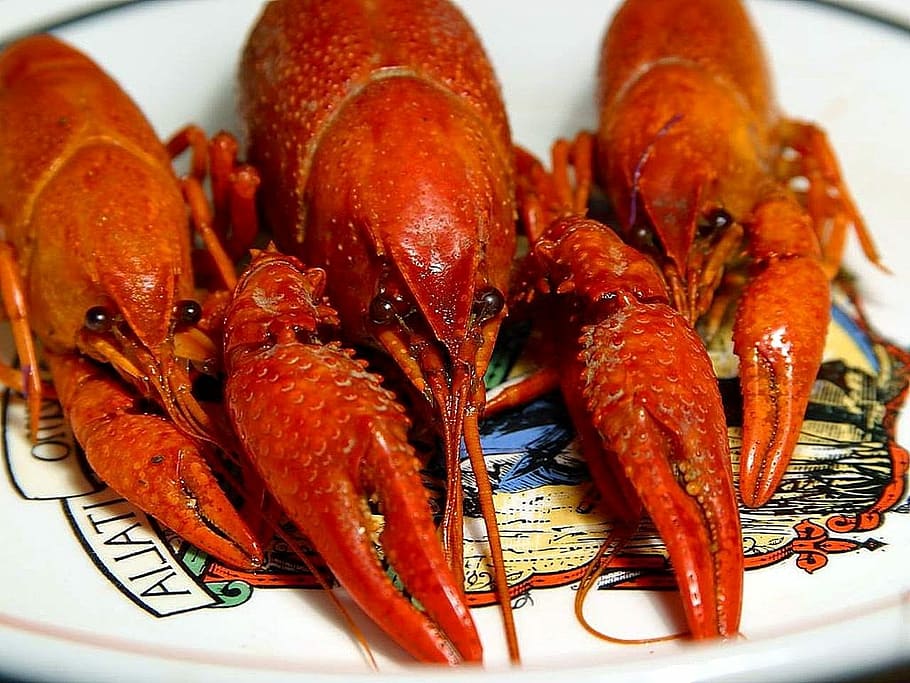 Dinner, Crawfish, Drink, Food, seafood, food and drink, freshness, crustacean, healthy eating, close-up