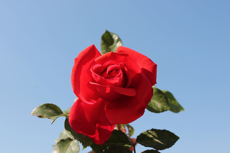 Rosa roja, flor, azul, rojo, rosa, jardín, belleza, macro, escarlata, pétalos