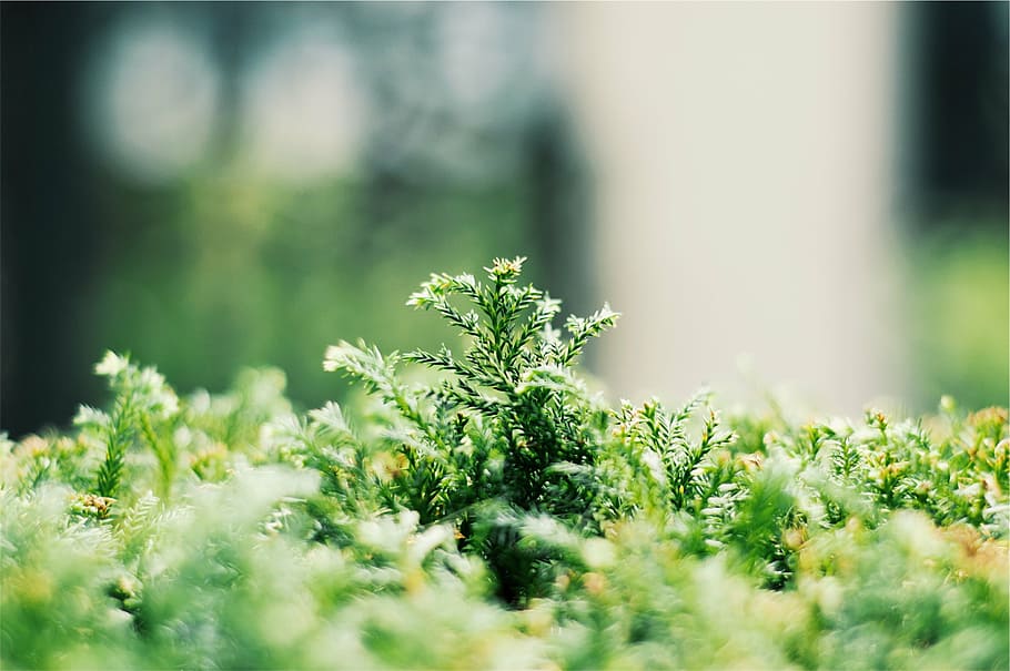 fotografía macro, verde, hojeado, planta, cerca, foto, césped, plantas, crecimiento, naturaleza