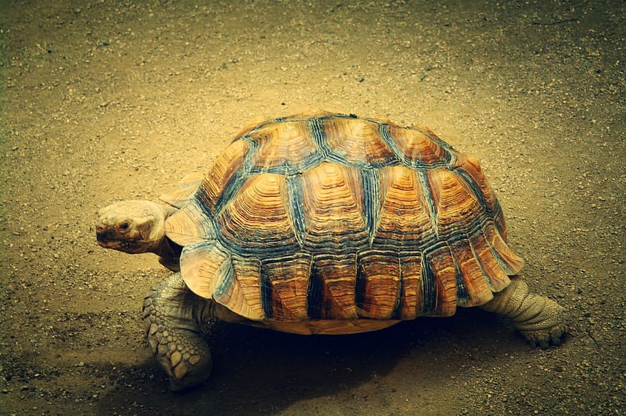 brown, black, tortoise, walking, turtle, animal, sea turtle, nature, relaxed, santʼagata sul
