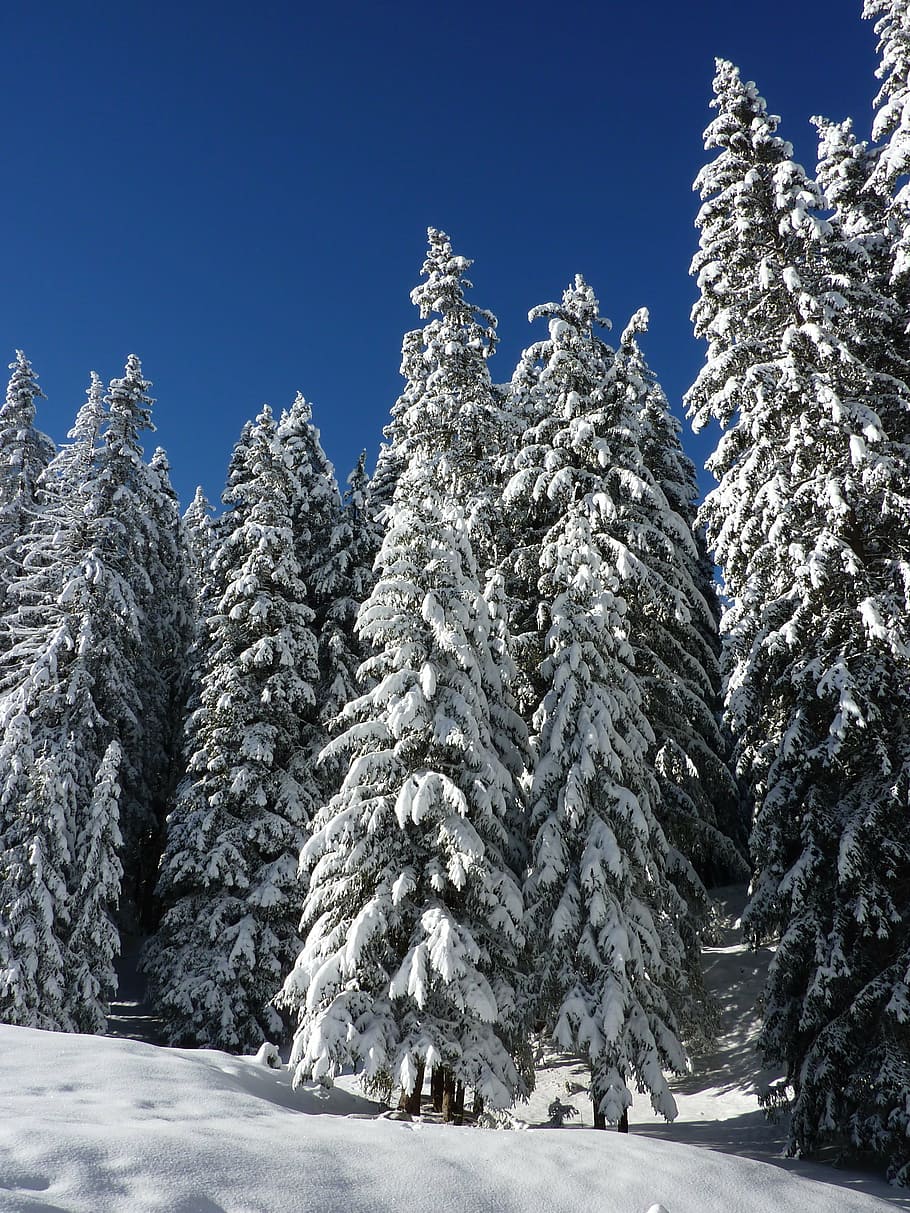 松の木, 冬の写真, もみ, 自然, 森, 雪, 冬, 冬の魔法, 雪の魔法, 冬の森