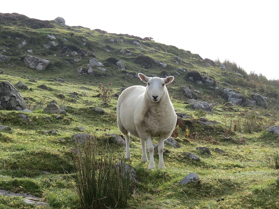sheep, ram, ewe, animal, mammal, nature, domestic, outdoors, wool, woolly
