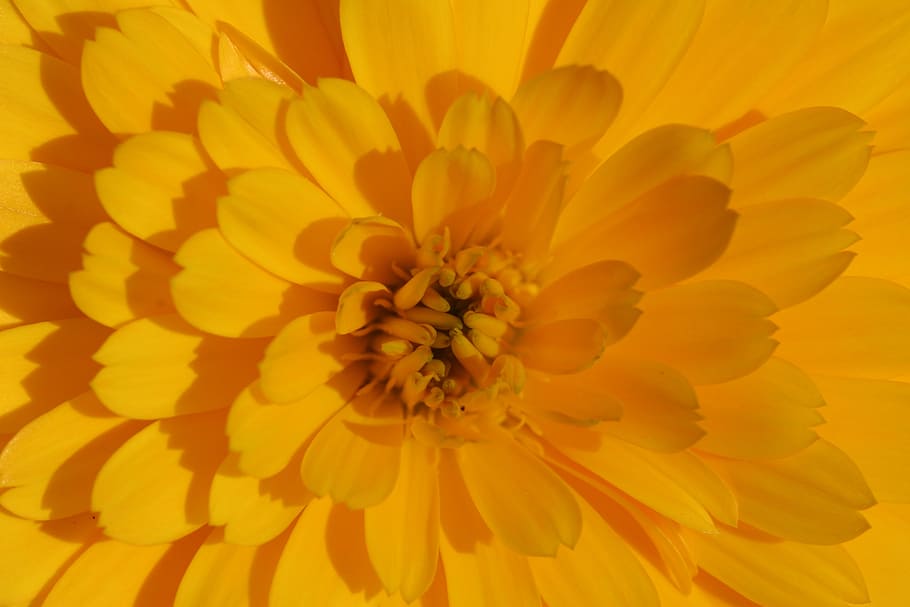marigold, flower, yellow, calendula officinalis, summer flowers, flowering plant, freshness, plant, petal, beauty in nature