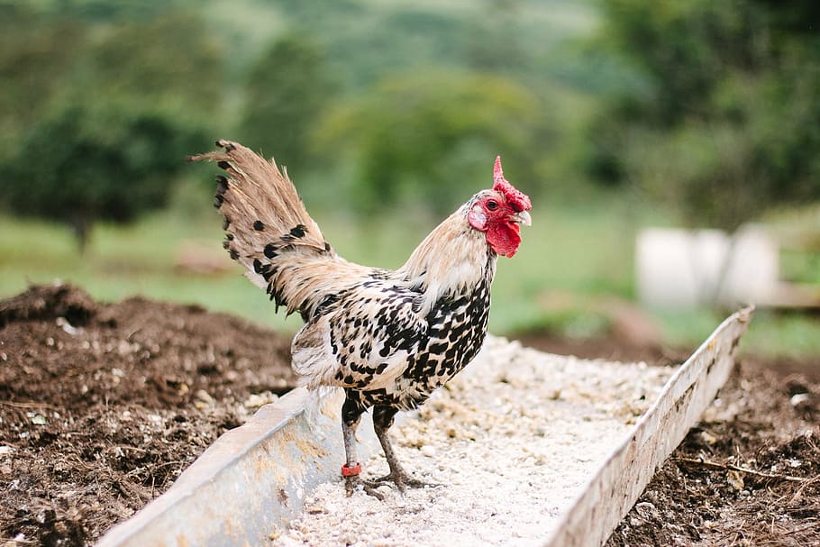 white, black, rooster, metal frame, daytime, selective, focus photography, farm, field, chicken