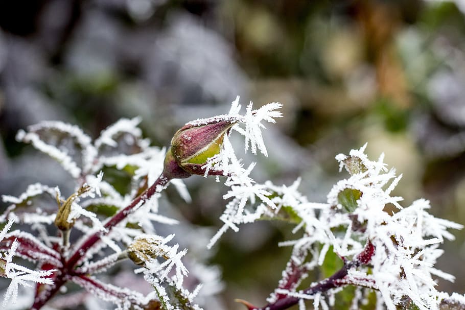 winter, icing, ice, rime, slovakia, nature, frozen, rose, frost, snow