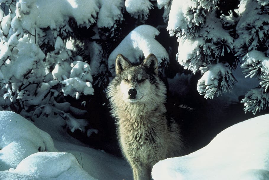 茶色, オオカミ, 立っている, 雪, 昼間, canis lupus, 野生動物, 哺乳類, 捕食者, 冬