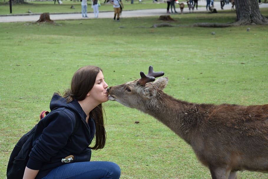 kissing, deer, green, grass field, daytime, Roe Deer, Kiss, Woman, Animal, happy