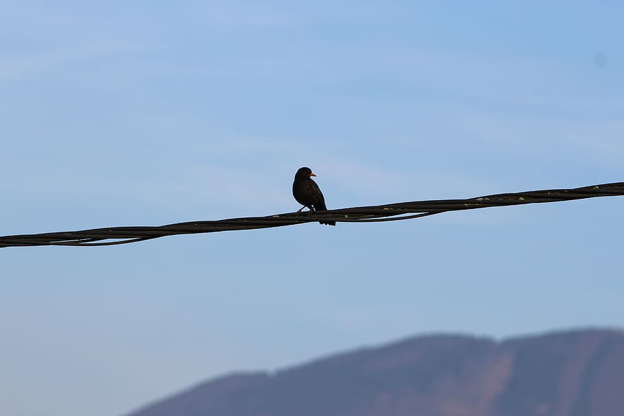 common, blackbird, bird, wire, Common Blackbird, Bird On A Wire, one animal, animals in the wild, animal wildlife, animal themes