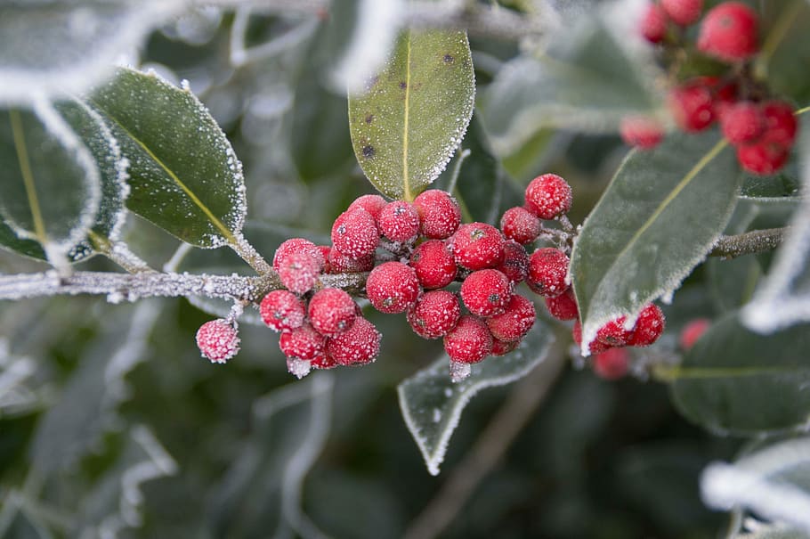Winter, Berry, Hulst, Freeze, White, winter, berry, ze, frozen, zing, plant