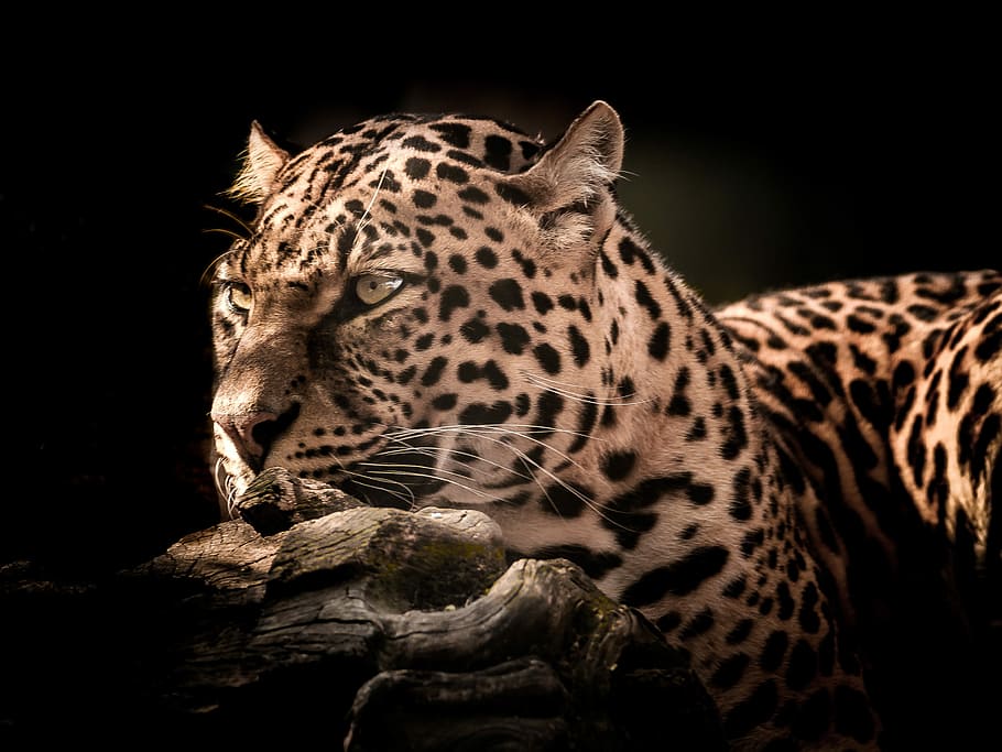 superficial, fotografía de enfoque, marrón, leopardo, gato, vida silvestre, mamífero, naturaleza, ojo, retrato