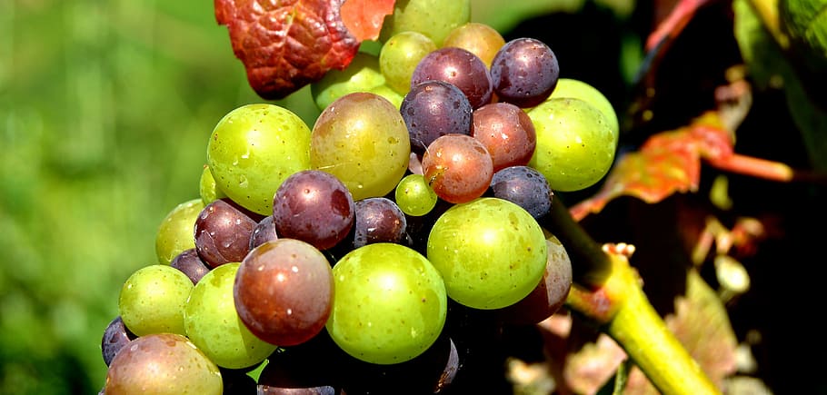 green, brown, grapes, detail, berries, henkel, grape, close, vine, vineyard
