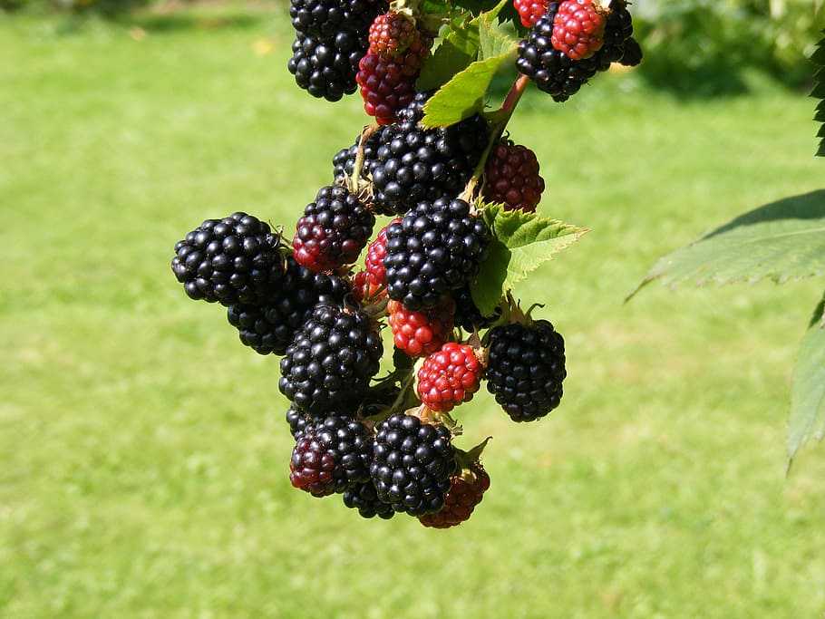 buah blackberry, alam, blackberry, buah, taman, kesehatan, buah-buahan, makan sehat, buah beri, makanan dan minuman