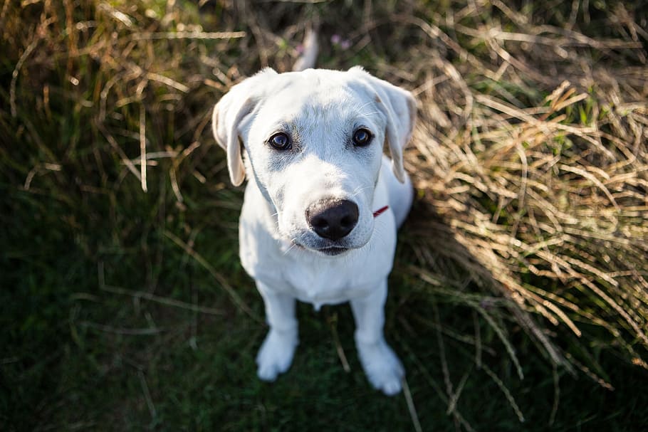 labrador puppy, sits, sunshine, downland, Labrador, puppy, Kent, England, nature, animals