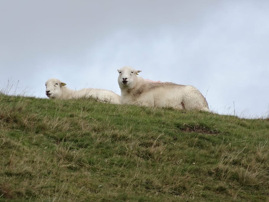 sheep, wales, lamb, wool, outdoors, snowdonia, grazing, field, livestock, farming