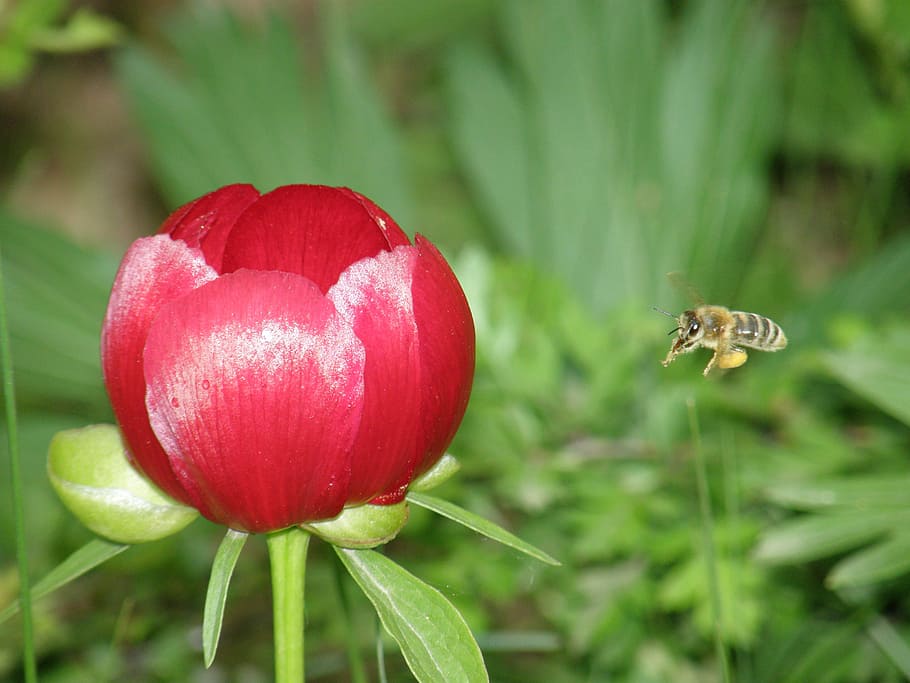 macro photography, honey bee, flying, flower, bee, peony, floral, plant, natural, blossom