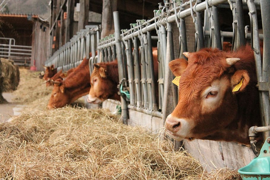 sapi, kios, bio, tanah pertanian, pertanian, hewan, daging sapi, makan, hewan gudang, susu sapi