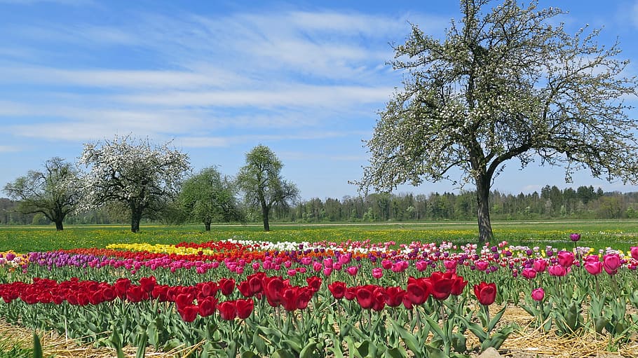 flower field, tree, spring, spring meadow, tulips, tulip bed, trees, sky, colorful, spring colors