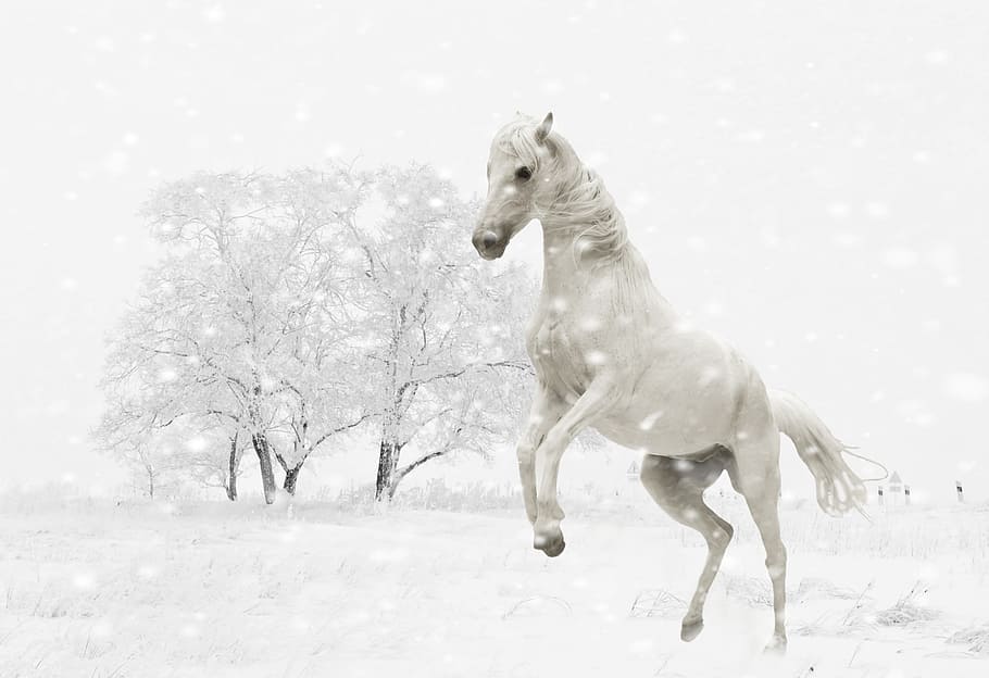 crianza, blanco, caballo, desnudo, fondo de árbol, caballo blanco, árbol, invierno, moho, jugar