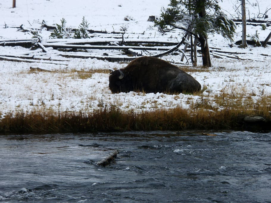 resting, river, yellowstone, national, park, Buffalo, Yellowstone National Park, Wyoming, animal, public domain