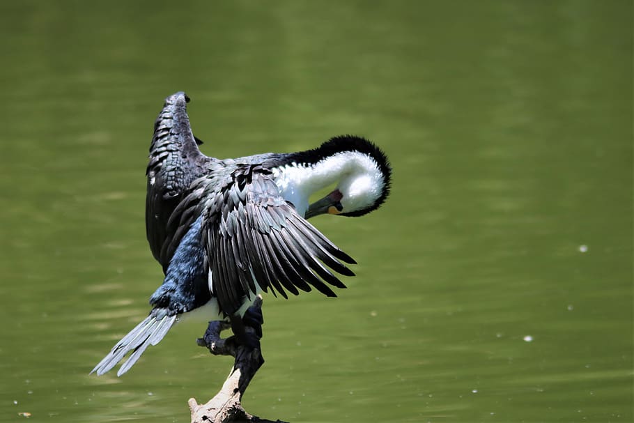 australian pied cormorant, combing, drying, feathers, adelaide, animal, australia, avian, background, beak