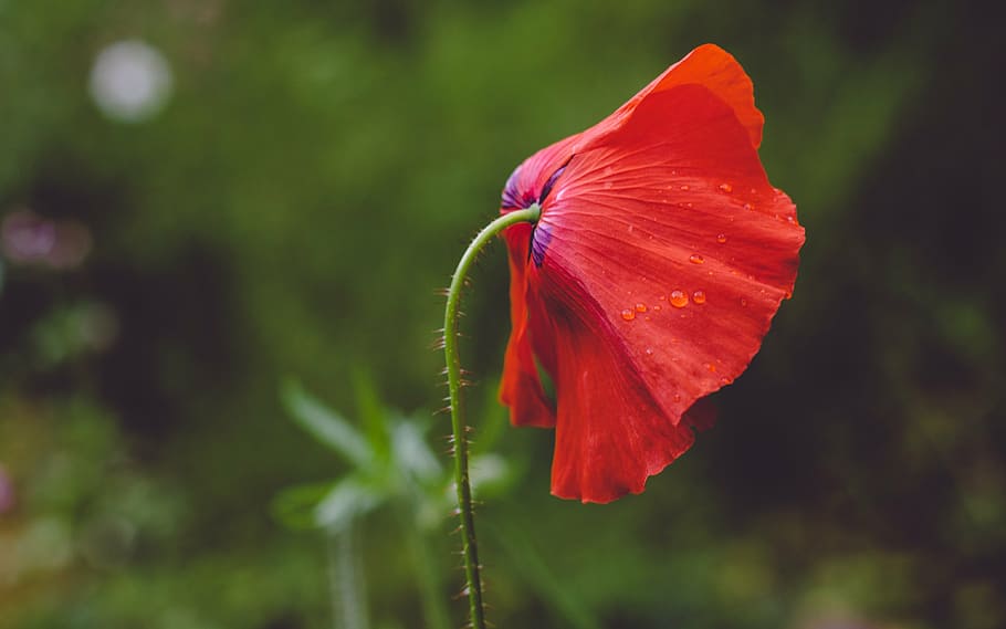 merah, bunga poppy, fotografi fokus selektif mekar, daun bunga, bunga, alam, tanaman, outdoor, taman, musim panas