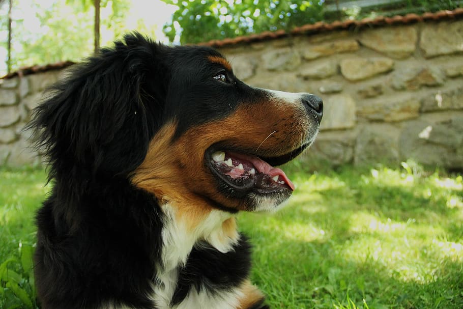 Bernese Mountain Dog, Puppy, dog, large, cute, animal, mammal, best friend, big dog, friend