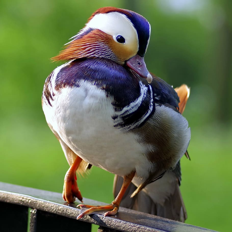 white, purple, bird, bokeh photography, mandarin, duck, colored, dashing, hybrid, water bird