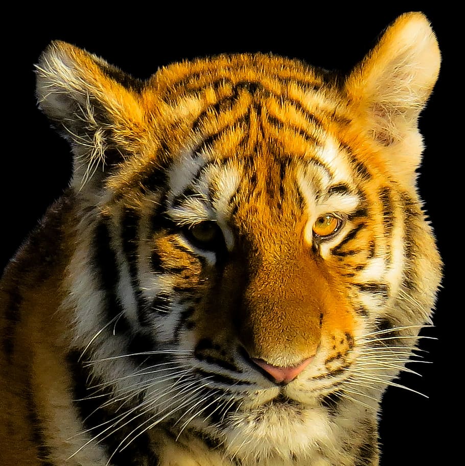 bengal tiger, animal, tiger, tiger head, portrait, close, animal portrait, big cat, king tiger, isolated