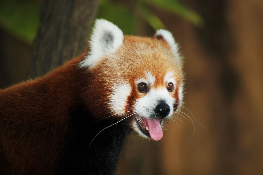 panda rojo, animal, lindo, zoológico, adorable, peludo, escalador, lengua, bigotes, animales lindos