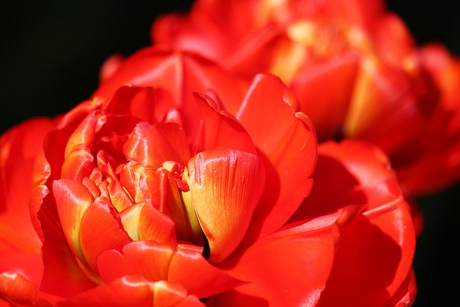 tulipanes rojos, rosas tulipanes, frühlingsanfang, frühlingsblüher, naturaleza, pétalos, brillante, farbenpracht, despertar, abierto