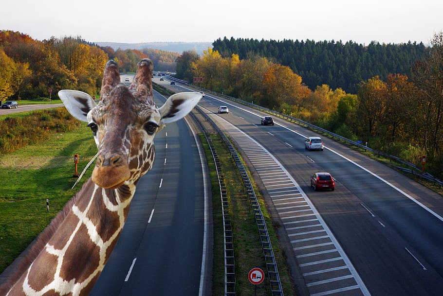 giraffe, taking, selfie, high, way road background, highway, traffic, speed, road, bridge