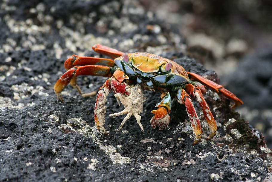 sally, lightfoot, crab, galapagos, animal, claw, sea, nature, wildlife, crustacean