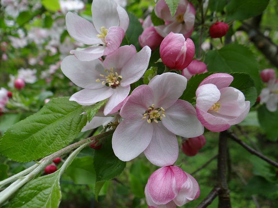 Blossom, Bloom, Apple Tree, apple, apple tree blossom, apple blossom, flower, pink color, nature, growth
