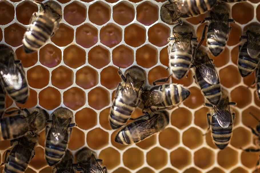 herd of cockroaches, honey, beehive, honeycomb, beeswax, bee, beekeeping, bees stand, wax, honey bee