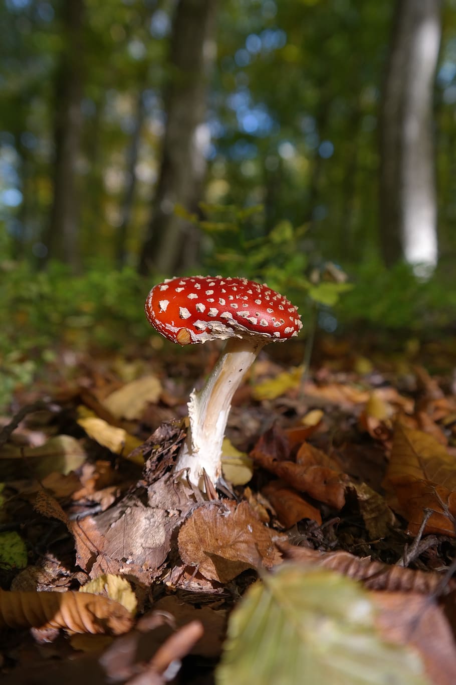 close, red, brown, mushroom, fly agaric, symbol of good luck, lucky guy, red fly agaric mushroom, white dots, forest
