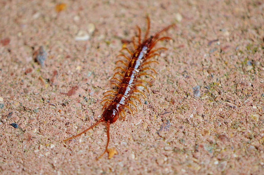 centipedes, creeping, insect, members, feet, animal themes, animal wildlife, animal, animals in the wild, one animal