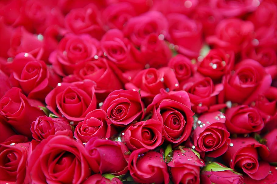mawar, indah, menakjubkan, Bunga, cinta, mekar, menanam, alam, berwarna merah muda, romantis