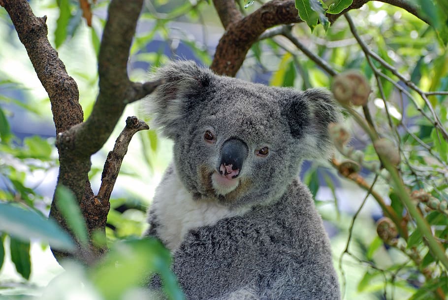 gris, blanco, koala, marrón, rama de árbol, selectivo, foto de enfoque, australia, zoológico, oso koala