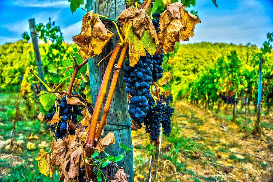 Grape, Wine, Wine, Grapes, Vine, Red Wine, grape, wine, grapes, wine road, grapevine, tuscany
