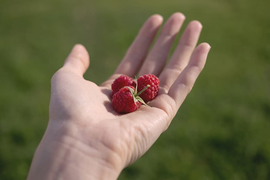 fruits, berries, raspberries, hand, hold, still, bokeh, red, human hand, human body part