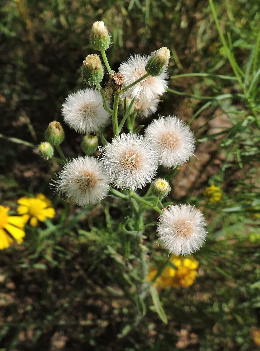 dandelions, weed, spring, nature, plant, natural, flower, growth, flowering plant, fragility